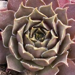 Sempervivum - Dachwurz - Hauswurz